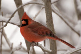 Le Cardinal, Laval, Qubec