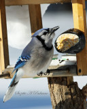 BlueJay at feeder