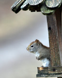 Red hanging out