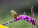  Female Gold Finch