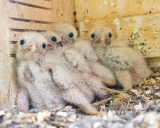  4 baby Kestrels