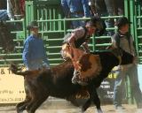 Whiskey Flats Rodeo