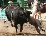 Whiskey Flats Rodeo