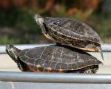 Turts_2.jpg