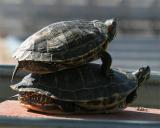 Turts_3.jpg