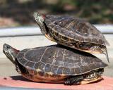 Turts_4.jpg