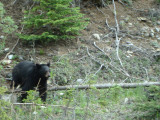 Black Bear-Icefield Parkway2.JPG