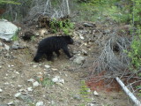 Black Bear-Icefield Parkway5.JPG