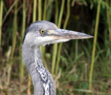 Heron 7.JPG