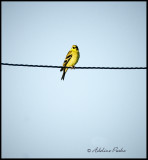 Male American Goldfinch (Fall)