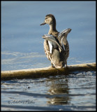 Juvenile Mallard