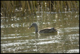 Mallard _fall