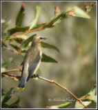 Juvenile Cedar Waxwing