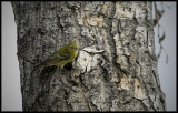 Blackpoll Warbler?