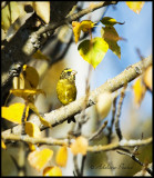 Male Evening Grosbeak