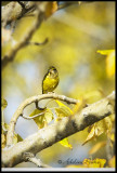 Male Juvenile Evening Grosbeak