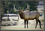 Male Elk