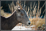 Big Horn Sheep Portrait