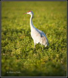 Sandhill Crane