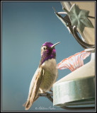 Costas Hummingbird