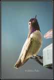 Costas Hummingbird