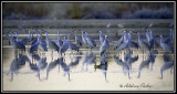 Sandhill Cranes