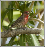 House Finch