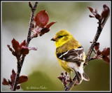 Female American Goldfinch