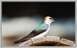 Female Violet-green Swallow