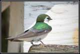 Male Violet-green Swallow