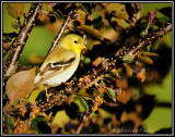 Female American Goldfinch