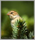 Pine Siskin