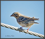 Vesper Sparrow in Migration South