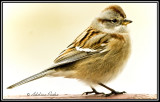  American Tree Sparrow