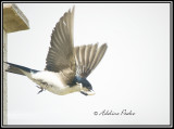 Tree Swallow