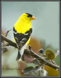 Male American Goldfinch