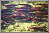 Spawning Salmon, Adams River, B.C