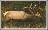 Wapiti (Elk)