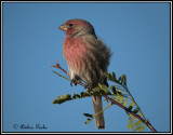 Purple Finch