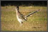 Greater Roadrunner