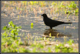 Red Winged Blackbird, Cibola