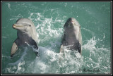 Cancun, Mexico dolphins