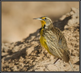 Western Meadowlark