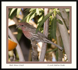 House finch