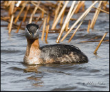 Red-necked Grebe