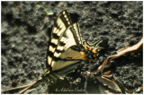 Swallowtail Butterfly