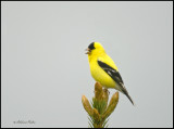 Goldfinch