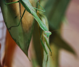 PRAYING MANTIS