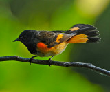 AMERICAN REDSTART ♂