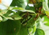 GREEN TREE SNAKE